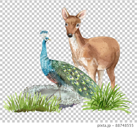 Biodiversity as natural wildlife species or fauna protection abstract concept. Biodiversity as natural wildlife species or fauna protection abstract concept. 88748555