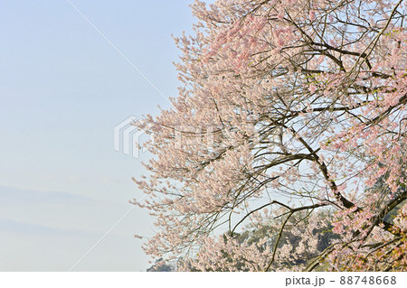 春桜満開の青葉城隅櫓 春桜満開の青葉城隅櫓 88748668