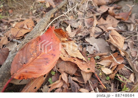 落ち葉 落ち葉 88748684