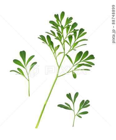 Set of green leaves and twigs of rue (Ruta graveolens) isolated 88748899