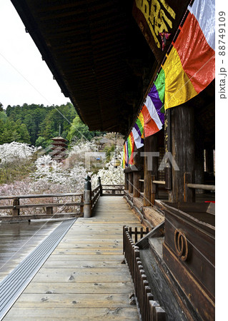 春の長谷寺（奈良県）本堂より望む五重塔 88749109