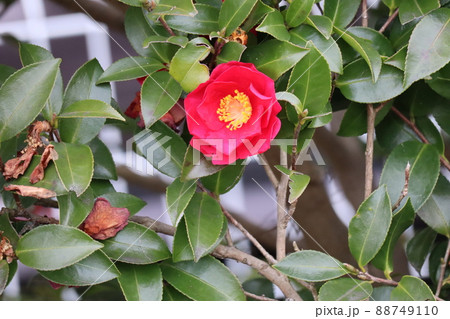 緑の葉に囲まれて咲く真っ赤な花びらの椿の花の咲く風景 緑の葉に囲まれて咲く真っ赤な花びらの椿の花の咲く風景 88749110