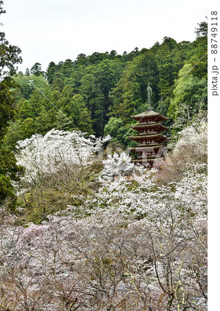 春の長谷寺(奈良県)本堂外舞台より望む五重塔 春の長谷寺(奈良県)本堂外舞台より望む五重塔 88749118