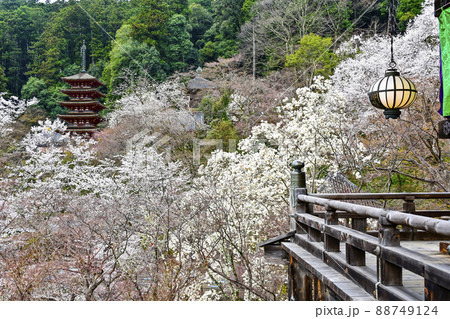 春の長谷寺（奈良県）本堂外舞台より望む五重塔 88749124