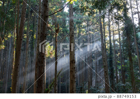 杉林の木漏れ日風景 88749153