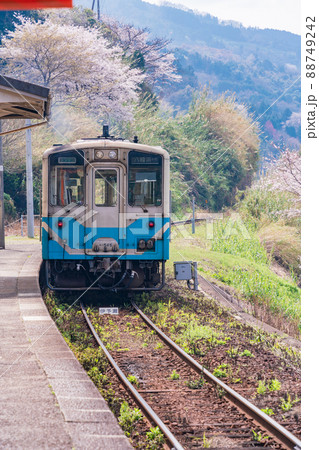 （愛媛県）桜が咲いた、JR 下灘駅　列車 88749242