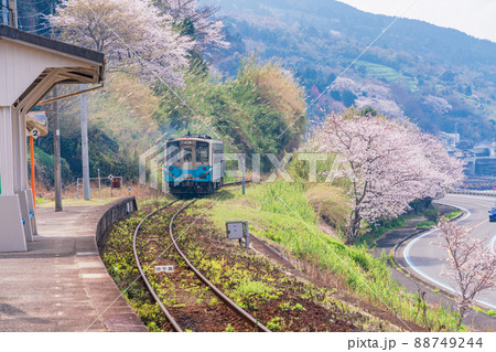 (愛媛県)桜が咲いた、JR 下灘駅 列車 (愛媛県)桜が咲いた、JR 下灘駅 列車 88749244