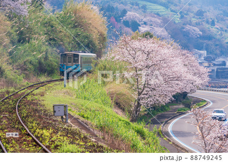 (愛媛県)桜が咲いた、JR 下灘駅 列車 (愛媛県)桜が咲いた、JR 下灘駅 列車 88749245