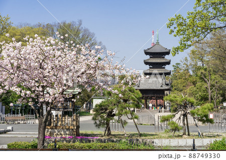 名古屋市昭和区八事 八事山 興正寺 と八重桜 名古屋市昭和区八事 八事山 興正寺 と八重桜 88749330