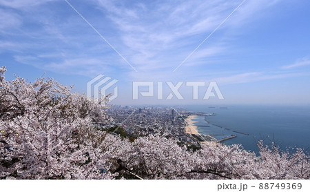 須磨浦山上遊園　桜 88749369