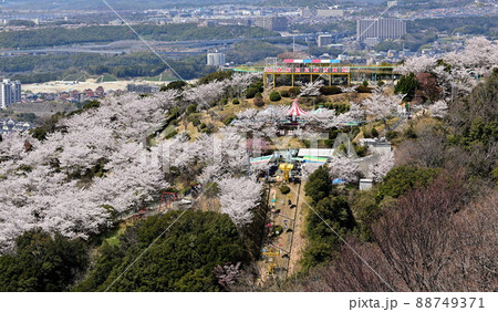 須磨浦山上遊園 桜 須磨浦山上遊園 桜 88749371
