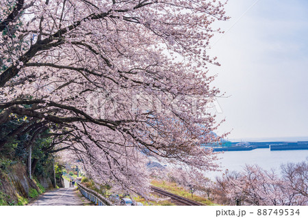 (愛媛県)JR 下灘駅・周辺の桜並木 (愛媛県)JR 下灘駅・周辺の桜並木 88749534