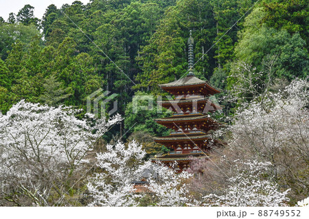 春の長谷寺(奈良県)本堂より五重塔を望む 春の長谷寺(奈良県)本堂より五重塔を望む 88749552