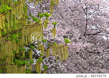 桜とハチジョウキブシ 88749578