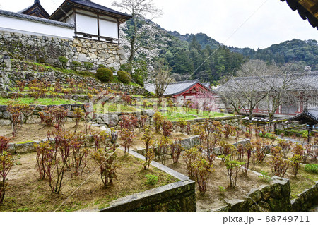 春の長谷寺 奈良県 4月初旬の牡丹の写真素材