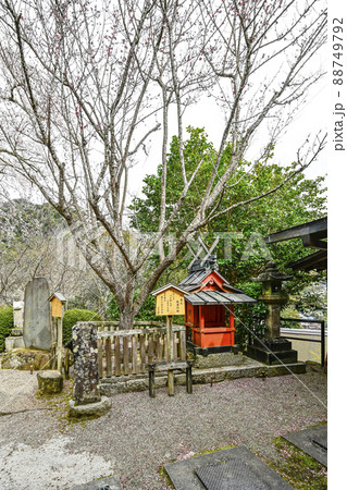 春の長谷寺（奈良県）故里の梅 88749792