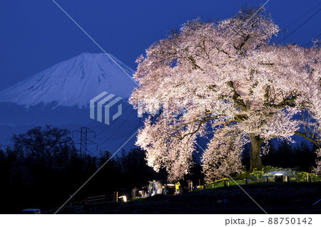 わに塚の桜と富士山 ライトアップ わに塚の桜と富士山 ライトアップ 88750142