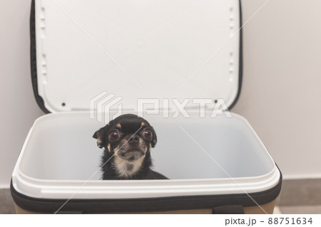 Dog chihuahua inside a travel carrier box for animals 88751634