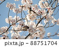 満開の桜の枝にとまるすずめ 88751704