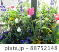 晴れた日の春の花(鉢植え)3 88752148