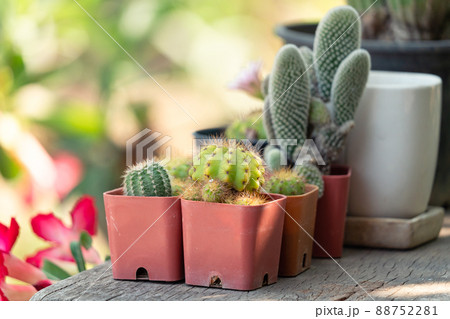 Various cactus succulent houseplant in pot on wooden table Various cactus succulent houseplant in pot on wooden table 88752281