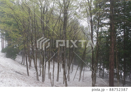 越後妻有の森 越後妻有の森 88752387