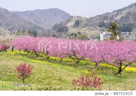 鮮やかに咲いたハナモモ　花ももの里　福島県福島市 88752415