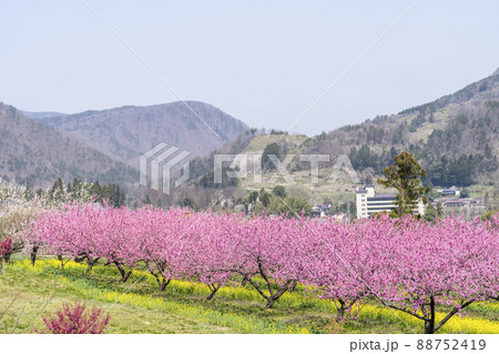 鮮やかに咲いたハナモモ　花ももの里　福島県福島市 88752419