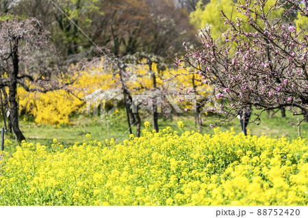 鮮やかに咲いたハナモモ　花ももの里　福島県福島市 88752420