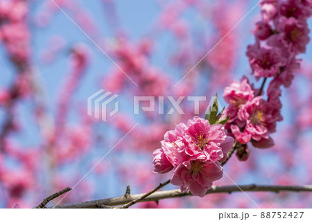 鮮やかに咲いたハナモモ 花ももの里 福島県福島市 鮮やかに咲いたハナモモ 花ももの里 福島県福島市 88752427