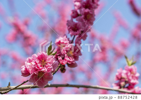 鮮やかに咲いたハナモモ 花ももの里 福島県福島市 鮮やかに咲いたハナモモ 花ももの里 福島県福島市 88752428
