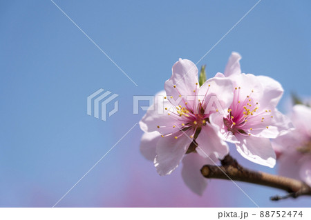 鮮やかに咲いたハナモモ 花ももの里 福島県福島市 鮮やかに咲いたハナモモ 花ももの里 福島県福島市 88752474