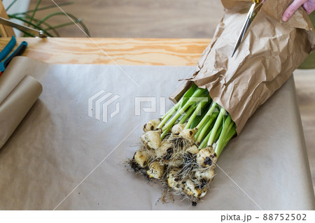 Professional florist cuts a paper package of flowers. Blooming bright yellow tulips on the table in the flower shop. Close-up, scissors in women's hands 88752502