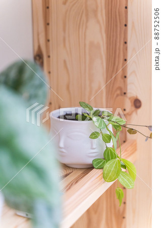 Houseplants in pot on a shelf in the living room. Home interior decor with fresh flowers Houseplants in pot on a shelf in the living room. Home interior decor with fresh flowers 88752506