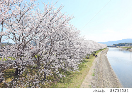 田布施川の桜 田布施川の桜 88752582