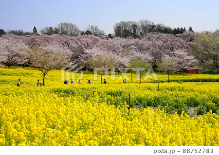 4月　前橋63桜と菜の花･赤城南面千本桜まつり 88752783