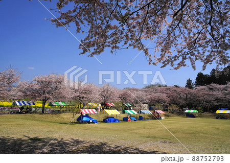 4月　前橋73桜と菜の花･赤城南面千本桜まつり 88752793