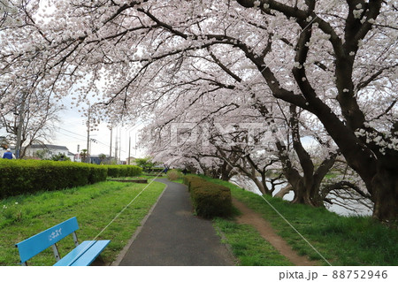 日本の埼玉県蓮田市付近を流れる元荒川の河川敷に咲くソメイヨシノのサクラの花 日本の埼玉県蓮田市付近を流れる元荒川の河川敷に咲くソメイヨシノのサクラの花 88752946