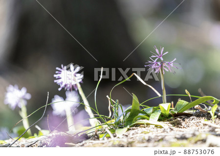 群生して咲くショウジョウバカマ 福島県桑折町 群生して咲くショウジョウバカマ 福島県桑折町 88753076