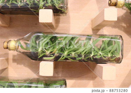 A glass bottle of Tissue culture orchids and brown wood. A glass bottle of Tissue culture orchids and brown wood. 88753280