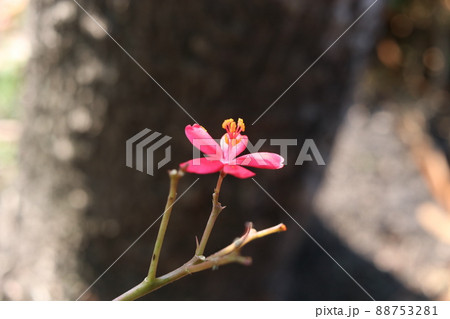A red flower of Cotton leaved. A red flower of Cotton leaved. 88753281