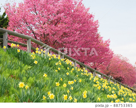 新潟市秋葉区新津川沿いの水仙と桜 88753365