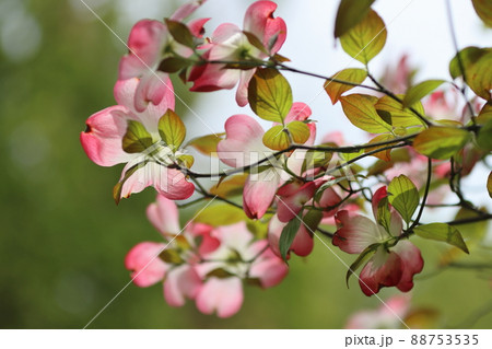 ハナミズキ 花水木の写真素材