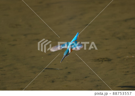 飛翔するカワセミ 88753557