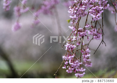 雨に当たる枝垂れ桜 宮城県柴田町 雨に当たる枝垂れ桜 宮城県柴田町 88753660