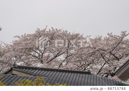 雨の日の桜並木 宮城県柴田町 雨の日の桜並木 宮城県柴田町 88753788