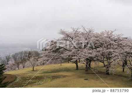 雨の日の桜並木 宮城県柴田町 雨の日の桜並木 宮城県柴田町 88753790