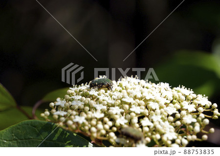 白い花を吸密する緑色のコアオハナムグリ 88753835
