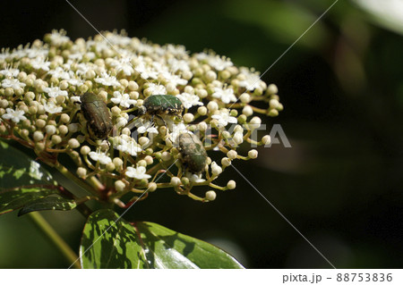 白い花に群がり吸密するコアオハナムグリ 88753836