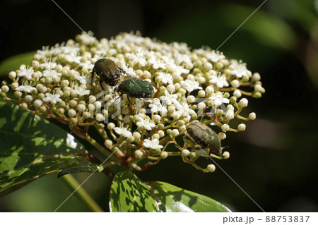 白い花に群がり吸密するコアオハナムグリ 88753837